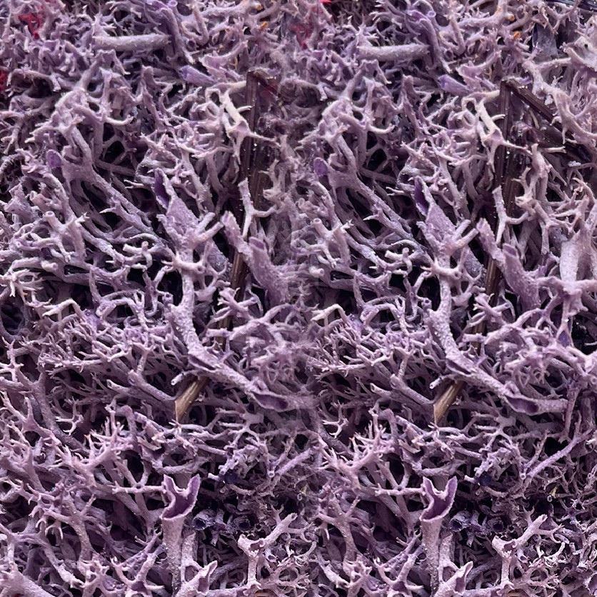 Morado
